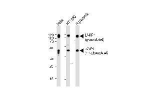 Western blot analysis of lysates from Hela,H cell line and human placenta tissue (from left to right),using LP1 Antibody (N-term) (ABIN388566 and ABIN2849737). (LAMP1 抗体  (N-Term))