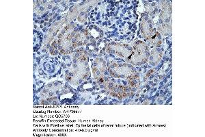 Human kidney (Osteopontin 抗体  (C-Term))