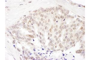 Immunohistochemistry (IHC) image for anti-Cullin 5 (CUL5) (AA 1-50) antibody (ABIN7454808)