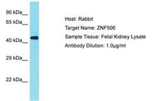 ZNF506 Antikörper  (AA 322-371)