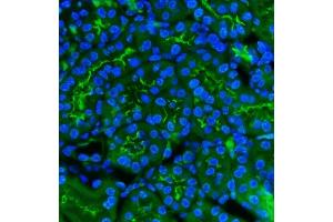 IF analysis of CD13/Anpep using anti-CD13/Anpep antibody (ABIN7602222).