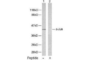 Image no. 1 for anti-Jun Proto-Oncogene (JUN) (Ser243) antibody (ABIN197136) (C-JUN 抗体  (Ser243))
