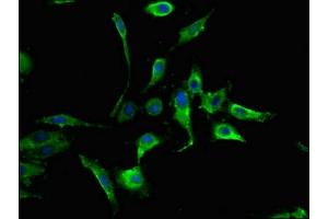 Immunofluorescence (IF) image for anti-Mitogen-Activated Protein Kinase 8 (MAPK8) (AA 5-300) antibody (ABIN7160009)