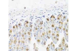 Immunohistochemistry of paraffin-embedded Mouse stomach using CDC45 Polyclonal Antibody at dilution of 1:100 (40x lens). (CDC45 抗体)