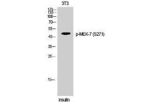 Western Blotting (WB) image for anti-Mitogen-Activated Protein Kinase Kinase 7 (MAP2K7) (pSer271) antibody (ABIN3173314) (MAP2K7 抗体  (pSer271))