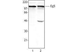 Western Blotting (WB) image for anti-Kinesin Family Member 11 (KIF11) antibody (ABIN2664936) (KIF11 抗体)