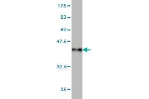 Western Blot detection against Immunogen (36. (USP4 抗体  (AA 676-773))