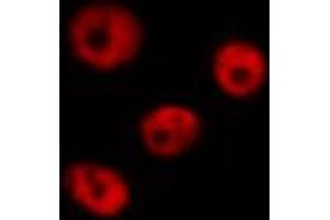 ABIN6267253 staining 293 by IF/ICC.