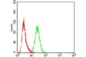 Flow cytometric analysis of Hela cells using SLINGSHOT-1L mouse mAb (green) and negative control (red). (SSH1 抗体  (AA 1032-1044))