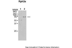Sample Type: 1. (RPH3A 抗体  (N-Term))