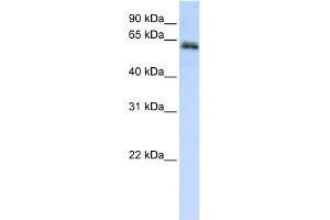 WB Suggested Anti-ZNF131 Antibody Titration:  0. (ZNF131 抗体  (N-Term))