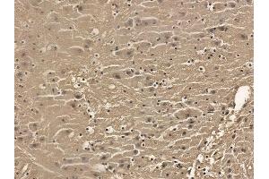 RASAL1 Mouse Monoclonal Antibody at 1/100 staining mouse brain tissue by IHC-P. (RASAL1 抗体)