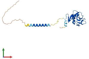 Protein Structure (PS) image for C-Type Lectin Domain Family 2, Member D (CLEC2D) (AA 1-207) protein (His tag) (ABIN7559969)