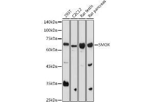 Western blot analysis of extracts of various cell lines, using SMOX antibody (ABIN6132875, ABIN6148142, ABIN6148143 and ABIN6215369) at 1:1000 dilution. (SMOX 抗体  (AA 1-200))