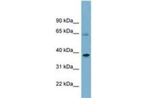 Image no. 1 for anti-Sorting Nexin 7 (SNX7) (AA 359-408) antibody (ABIN6741940) (Sorting Nexin 7 抗体  (AA 359-408))