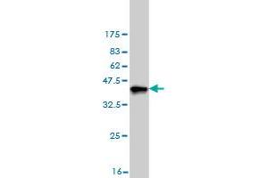 Western Blot detection against Immunogen (36. (DCXR 抗体  (AA 145-244))