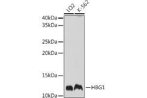 Western blot analysis of extracts of various cell lines, using HBG1 Rabbit pAb (ABIN7267610) at 1:1000 dilution. (HBG1 抗体  (AA 1-100))