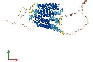 Protein Structure (PS) image for Solute Carrier Family 2 (Facilitated Glucose Transporter), Member 10 (SLC2A10) (AA 1-536) protein (His tag) (ABIN7559920)