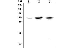 Western blot analysis of Tnfrsf18 using anti-Tnfrsf18 antibody (ABIN7601661).