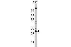 Image no. 1 for anti-Cyclin-Dependent Kinase 1 (CDK1) (N-Term) antibody (ABIN357035)