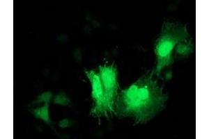 Anti-CDK2 mouse monoclonal antibody (ABIN2454567) immunofluorescent staining of COS7 cells transiently transfected by pCMV6-ENTRY CDK2 (RC200494). (CDK2 抗体)