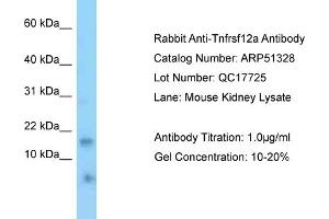 WB Suggested Anti-Tnfrsf12a Antibody   Titration: 1. (TNFRSF12A 抗体  (N-Term))