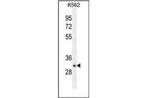 Western blot analysis of OR52A1 Antibody (C-term) in K562 cell line lysates (35ug/lane). (OR52A1 抗体  (C-Term))