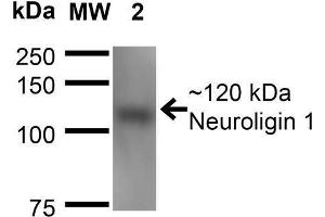 Western Blot analysis of Mouse Brain Membrane showing detection of ~120 kDa Neuroligin 1 protein using Mouse Anti-Neuroligin 1 Monoclonal Antibody, Clone S97A-31 . (Neuroligin 1 抗体  (AA 718-843) (Atto 390))