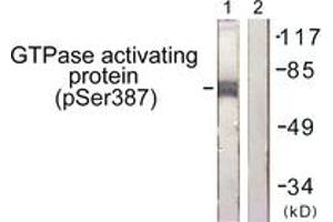 Western blot analysis of extracts from COS7 cells, using GTPase Activating Protein (Phospho-Ser387) Antibody.