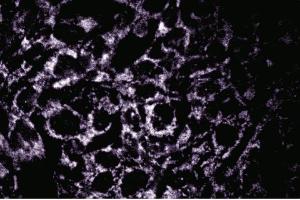 Immunofluorescence staining of COS-7 cells (African Green Monkey SV40 transformed kidney cells, ATCC CRL-1651). (OPA1 抗体  (AA 708-830))