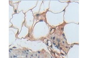 IHC-P analysis of Kidney tissue, with DAB staining. (TLR5 抗体  (AA 325-644))