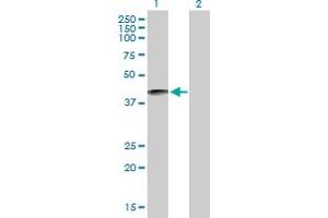 Western Blot analysis of KLKBL4 expression in transfected 293T cell line by KLKBL4 MaxPab polyclonal antibody. (PRSS54 抗体  (AA 1-383))