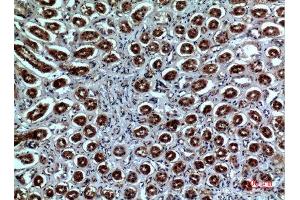 Immunohistochemistry (IHC) analysis of paraffin-embedded Human Kidney, antibody was diluted at 1:100. (Neuropilin 1 抗体  (Internal Region))