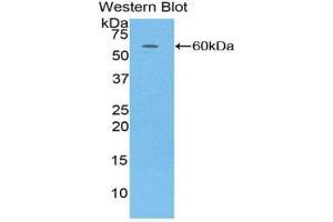 Western Blotting (WB) image for anti-Complement Factor D (CFD) (AA 1-253) antibody (ABIN1858379) (Adipsin 抗体  (AA 1-253))