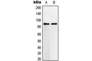 Western blot analysis of VWA5A expression in HeLa (A), SVT2 (B) whole cell lysates. (VWA5A 抗体  (Center))