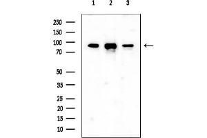 Western blot analysis of lysates from various samples, using XRCC1 Mouse Monoclonal Antibody at 1/1000 dilution.