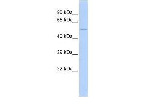 WB Suggested Anti-NFIC Antibody Titration:  1 ug/ml  Positive Control:  MCF-7 whole cell lysates (NFIC 抗体  (Middle Region))