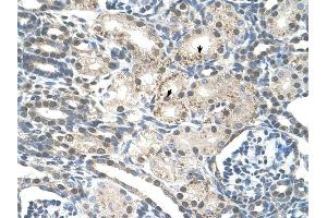 PRPF19 antibody was used for immunohistochemistry at a concentration of 4-8 ug/ml to stain Epithelial cells of renal tubule (arrows) in Human Kidney. (PRP19 抗体)