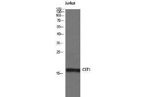 Western Blotting (WB) image for anti-Cystatin SN (CST1) (Internal Region) antibody (ABIN3174688) (CST1 抗体  (Internal Region))
