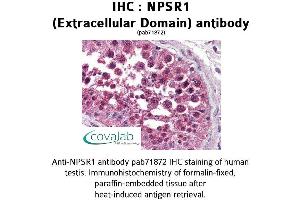Image no. 2 for anti-Neuropeptide S Receptor 1 (NPSR1) (2nd Extracellular Domain) antibody (ABIN1737479) (NPSR1 抗体  (2nd Extracellular Domain))