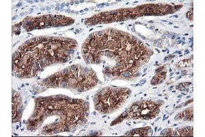 Immunohistochemical staining of paraffin-embedded Human Kidney tissue using anti-ENPEP mouse monoclonal antibody. (ENPEP 抗体)