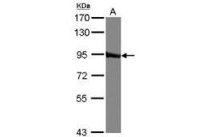 Image no. 2 for anti-Glutaminyl-tRNA Synthetase (QARS) (Internal Region) antibody (ABIN1496122) (QARS 抗体  (Internal Region))