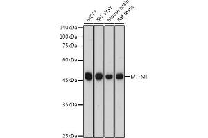 Western blot analysis of extracts of various cell lines, using MTFMT antibody (ABIN7268555) at 1:1000 dilution. (MTFMT 抗体)