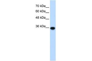 WB Suggested Anti-PIR Antibody Titration:  1. (Pirin 抗体  (C-Term))