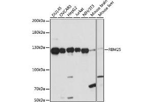 Western blot analysis of extracts of various cell lines, using RBM25 antibody (ABIN7270082) at 1:1000 dilution. (RBM25 抗体  (AA 614-843))