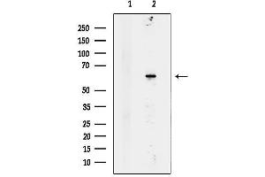 anti-SAC1 Suppressor of Actin Mutations 1-Like (SACM1L) (Internal Region) antibody