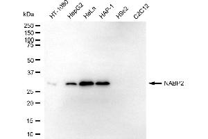 Western blotting analysis using NABP2 antibody (ABIN7800352). (SSBP1 抗体)