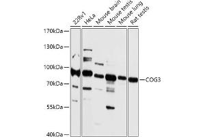 Western blot analysis of extracts of various cell lines, using COG3 antibody (ABIN7266485) at 1:1000 dilution. (COG3 抗体  (AA 1-300))