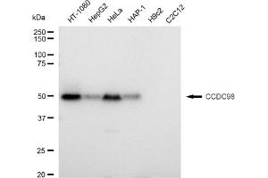 Western blotting analysis using CCDC98 antibody (ABIN7798559). (Recombinant CCDC98 抗体)