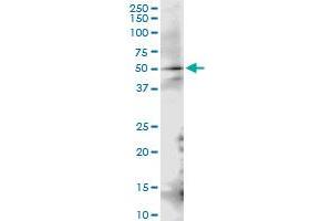 Immunoprecipitation of INPP1 transfected lysate using anti-INPP1 MaxPab rabbit polyclonal antibody and Protein A Magnetic Bead , and immunoblotted with INPP1 MaxPab mouse polyclonal antibody (B01) . (INPP1 抗体  (AA 1-399))